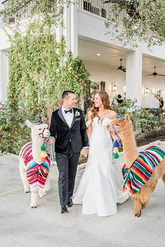 Bride and groom pose with alpacas wearing ponchos