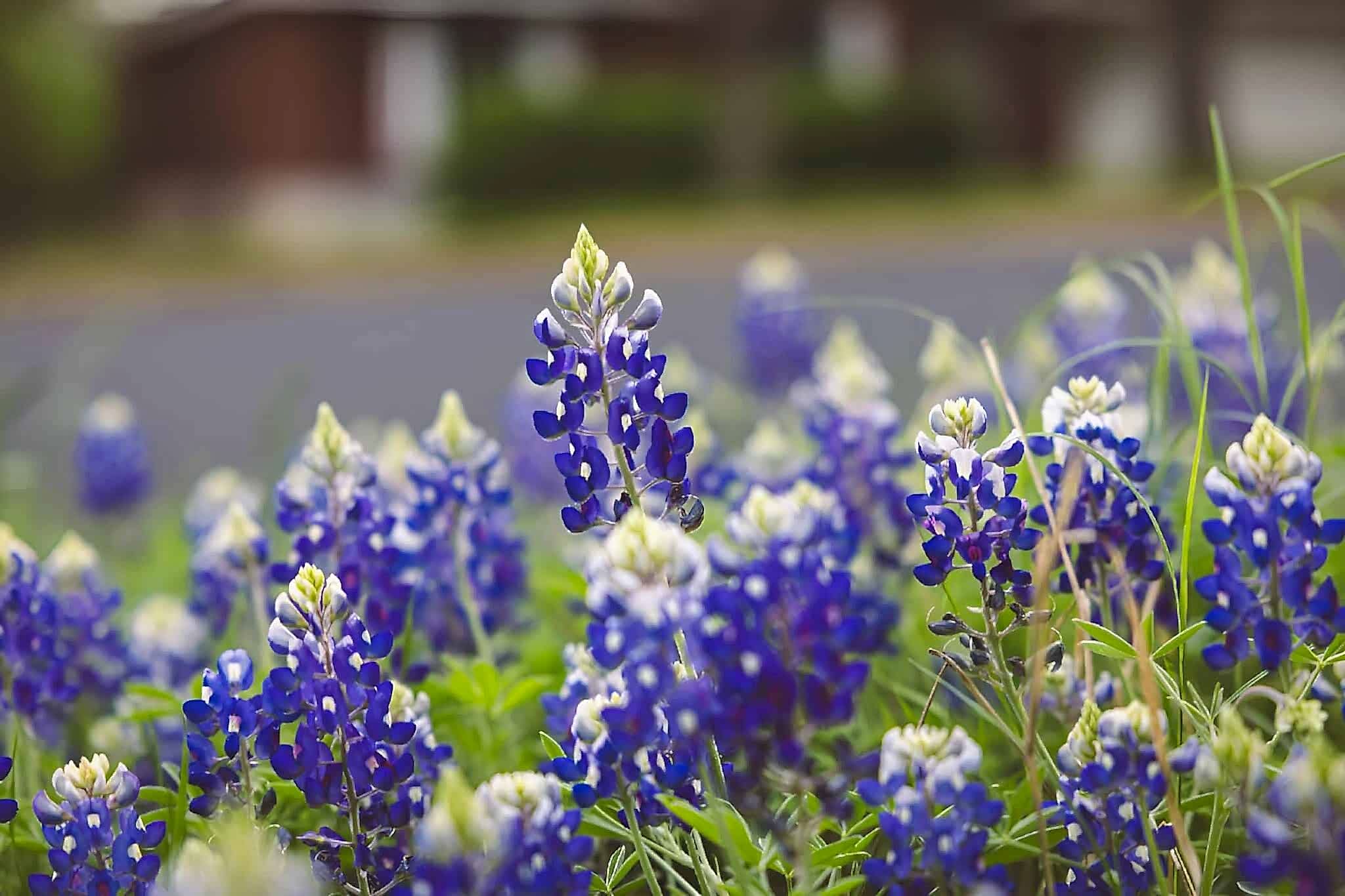 Closeup of wild bluebonnets
